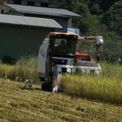 20210706卡稻農大湖深溝田區收割06