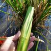 卡稻農淨水廠田區-農事體驗-筊白筍4