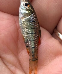 20211204卡稻農淨水廠田區-內湖張嘉宏主教來宜蘭場勘釣魚活動 (17)