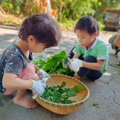 20220829卡稻農野菜採集