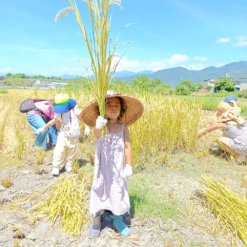 20220709卡稻農割稻體驗-鹽鹽 (1)