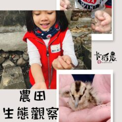 卡稻農生態觀察