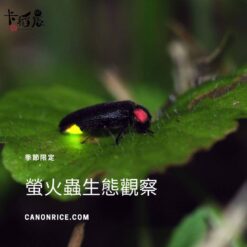 20230331宜蘭微笑灣農場-螢火蟲生態觀察-1