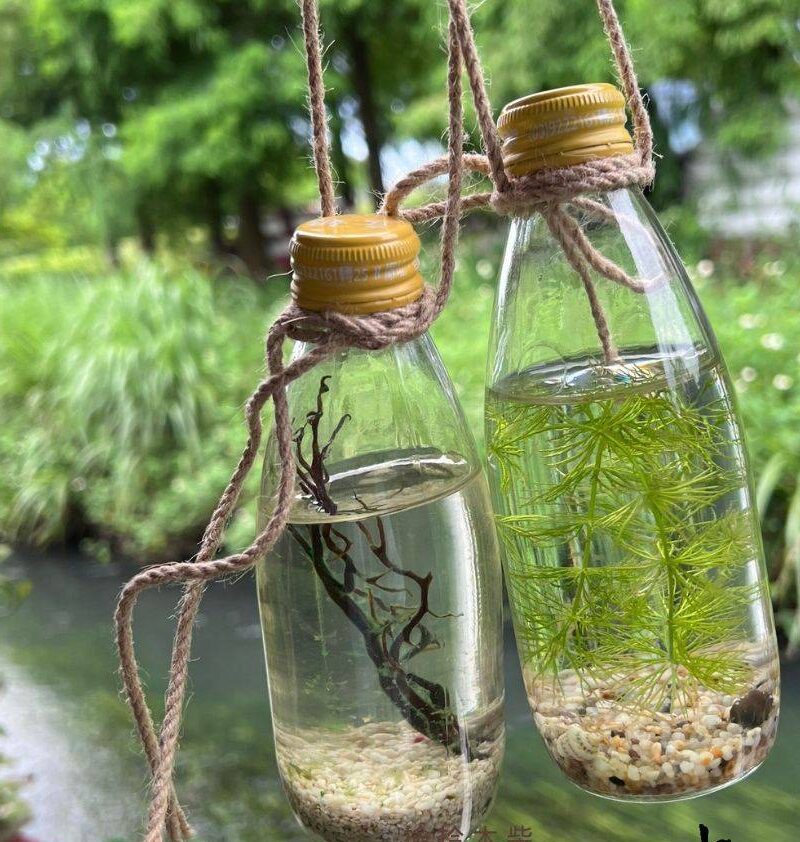 水草生態瓶