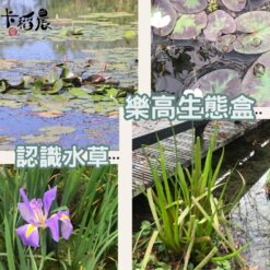 樂高積木ｘ水草生態瓶