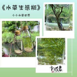 水草生態瓶