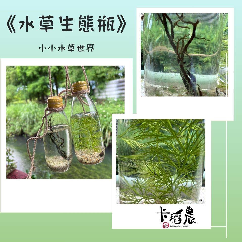 水草生態瓶