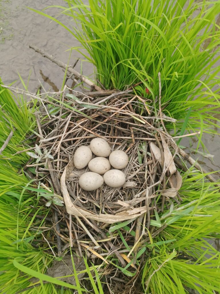 481787053 1166845795236717 8026371754258714304 n