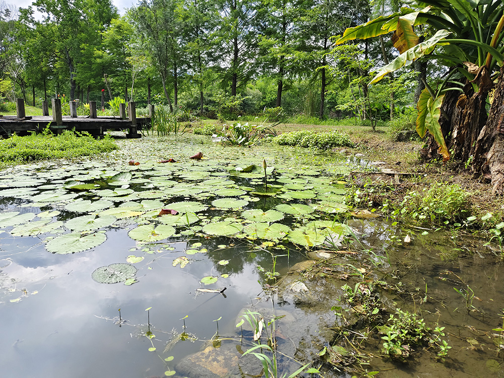 基地介紹 小生態池02