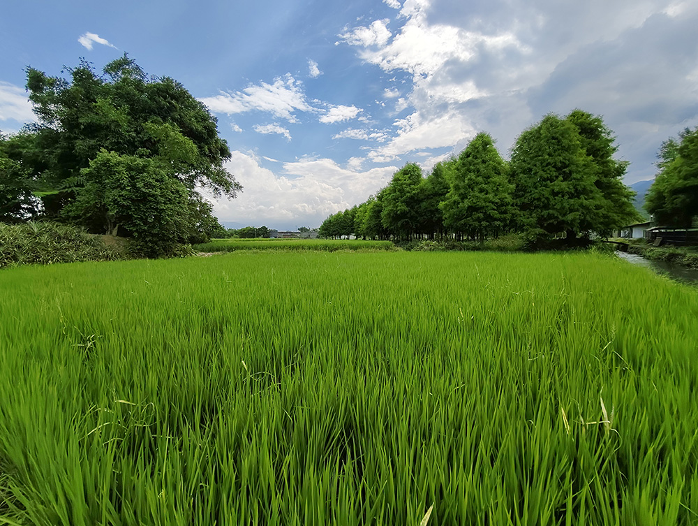 3.5分稻田