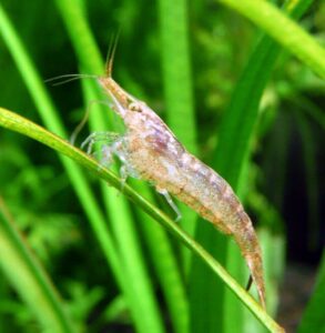 多齒新米蝦-黑殼蝦