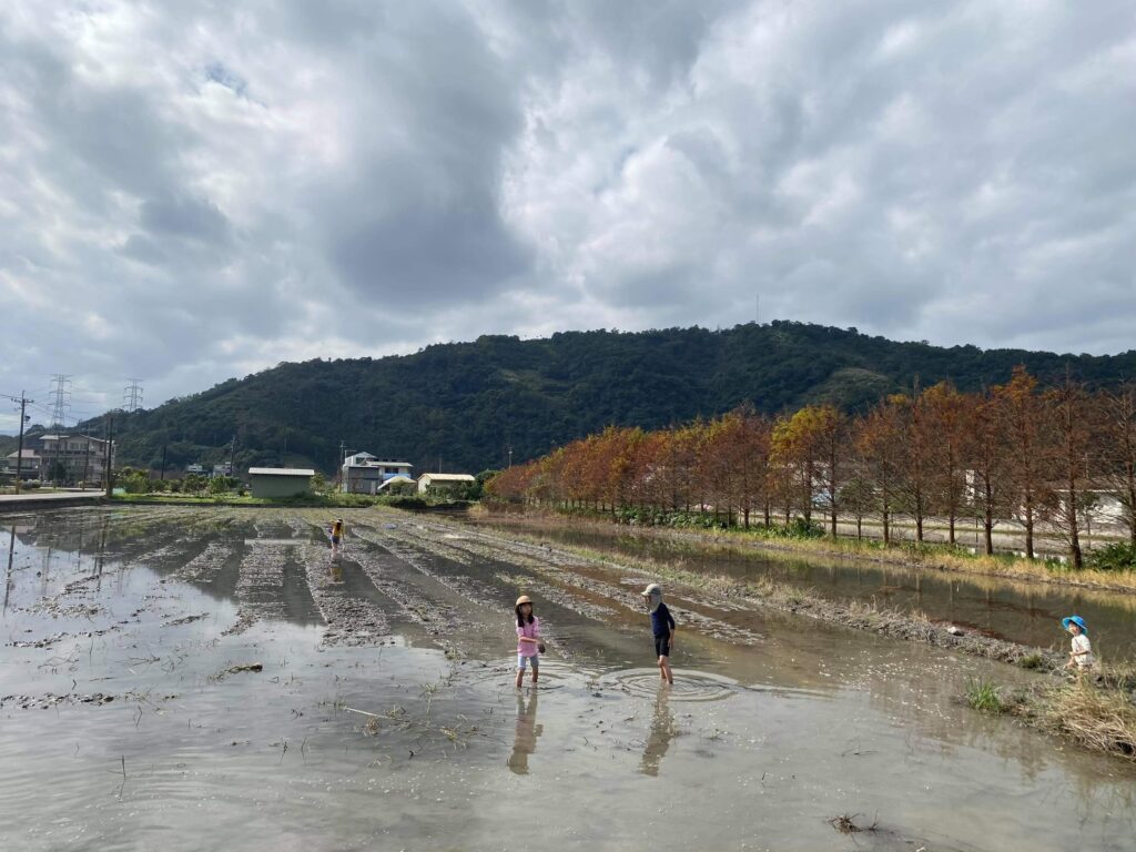 20200127 20200131卡稻農大湖田區 新竹共學團打工換宿 小朋友撿福壽螺10