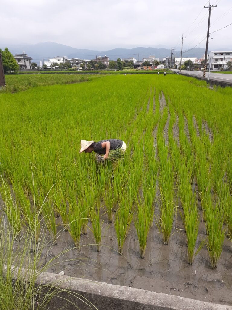 20200515內城新生活 卡稻農深溝田區 媽媽在田裡面除雜草 1
