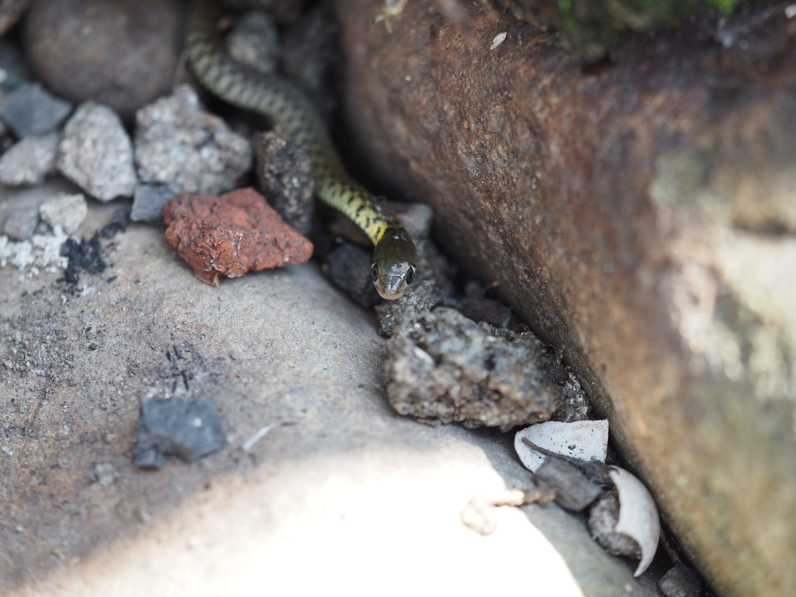 20230624卡稻農淨水廠田區 生態觀察 小葉老師 51 scaled