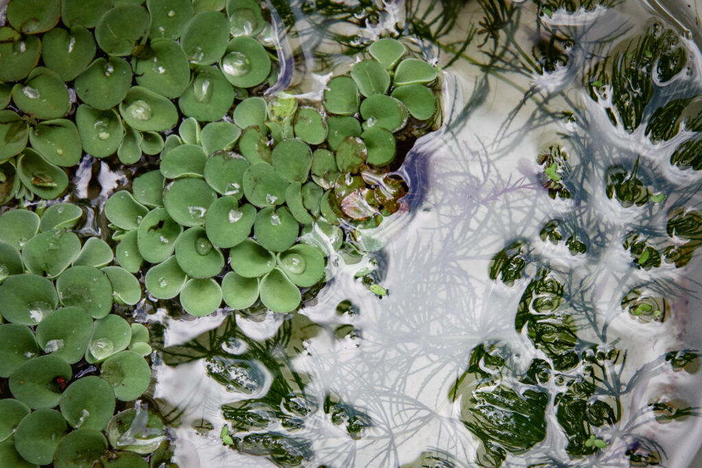 25 0927 卡稻農FamilyDay060