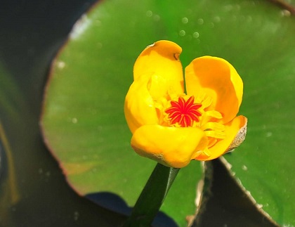圖2.台灣萍蓬草植株的花部特寫