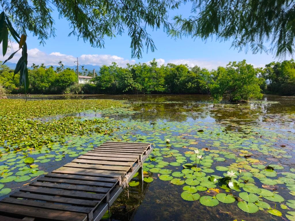 生態池遠景 1