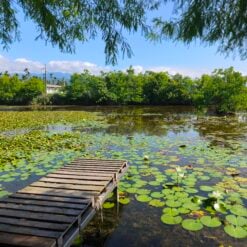 生態池遠景 1