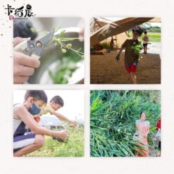 傳統青草藥-3
