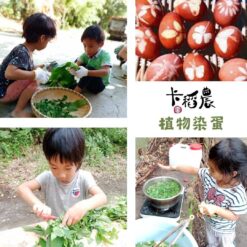 植物染蛋-2